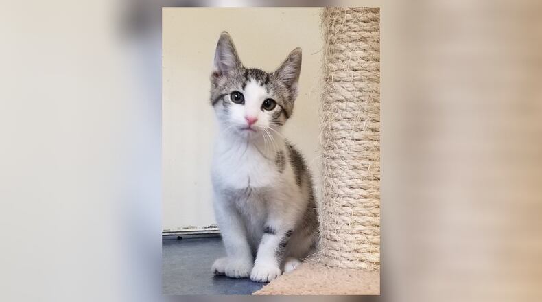Meet Thunder. Thunder and his sisters are 10 weeks old and as ornery as kittens get. They love to play and play, and of course take naps. They’re so cute, a little shy but they would love to meet you. Come see them in the Kitty Cove room at the Paws Animal Shelter, 1535 West U.S. Highway 36, Urbana. Check out PAWS at www.pawsurbana.com, on Facebook at www.facebook.com/paws.urbana, on Petfinder at petfinder.com or call 937-653-6233. PAWS is in need of volunteers and foster homes. CONTRIBUTED