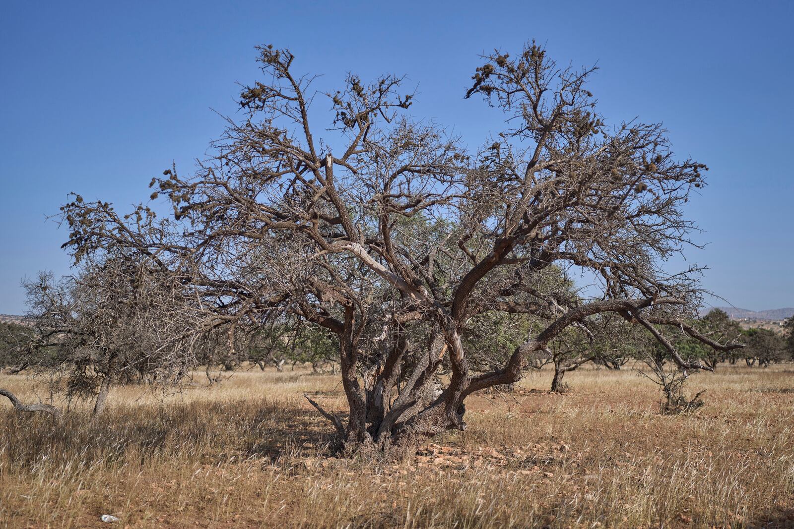 An argan tree, which has been affected by drought, stands in Essaouira, Morocco, Thursday, May 22, 2025. (AP Photo/Mosa'ab Elshamy)
