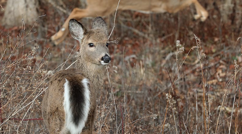 A young deer takes a break from grazing to look around as another deer leaps past it in the background Tuesday at Buck Creek State Park. BILL LACKEY/STAFF