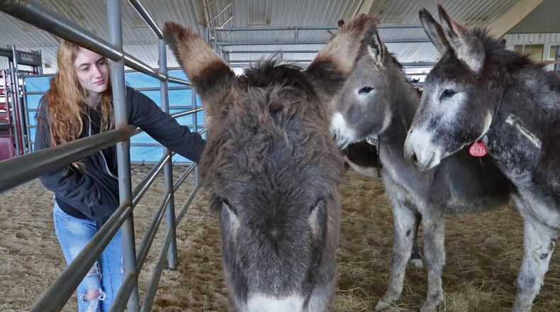 Wild horses wait to be adopted Friday at the Bureau of Land Management’s Wild Horse and Burro Adoption event Friday and Saturday at the Champion Expo Center in Springfield. BILL LACKEY/STAFF