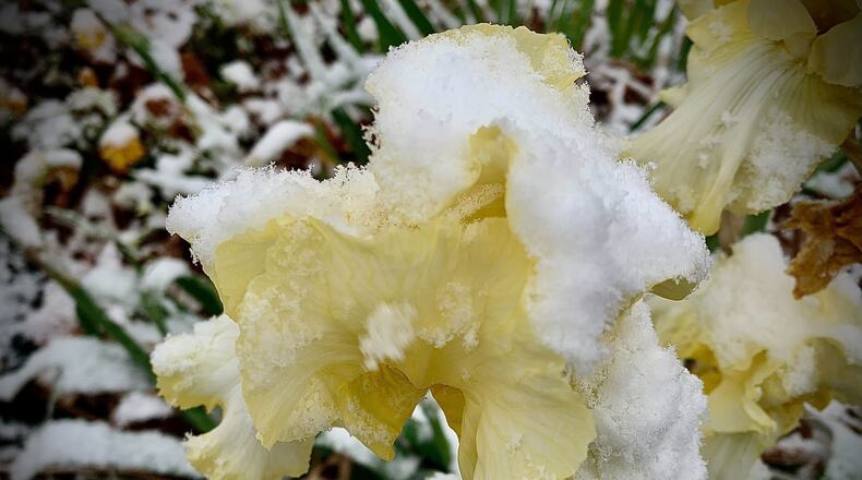 The first fall snowfall of the season arrived on Saturday, Nov. 12, 2022. Isolated snow showers are expected today, which will be cold with highs around freezing. MARSHALL GORBY\STAFF