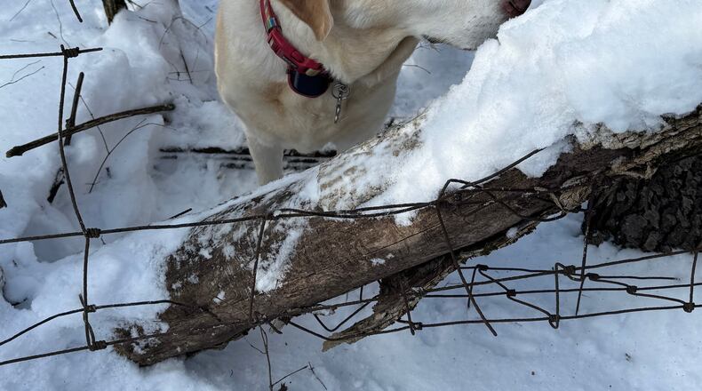 Braxton the dog knows where he wants to go ... but not necessarily how to get back.