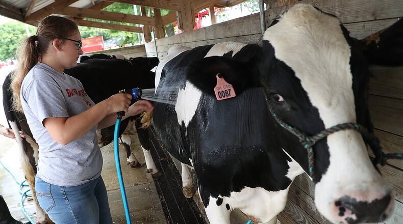 Kaitlyn Neff, 14, washes off her dairy steer after arriving at the Champaign County Fair Thursday. The fair, in Urbana, officially starts Friday, August 3. BILL LACKEY/STAFF