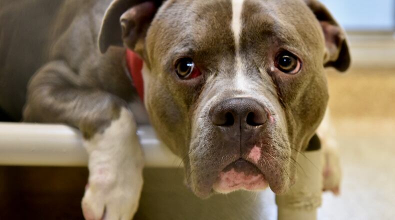 Duece is a pit bull that was allegedly beaten by an 18-year-old Middletown man, who is charged with misdemeanor cruelty to companion animals after allegedly used a baseball bat against the dog. NICK GRAHAM/STAFF