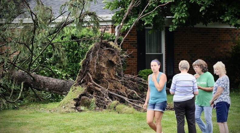A large tree was uprooted on Rebecca Drive in Springfield Wednesday, June 8, 2022. An EF1 tornado touched down north of Springfield. MARSHALL GORBY \STAFF