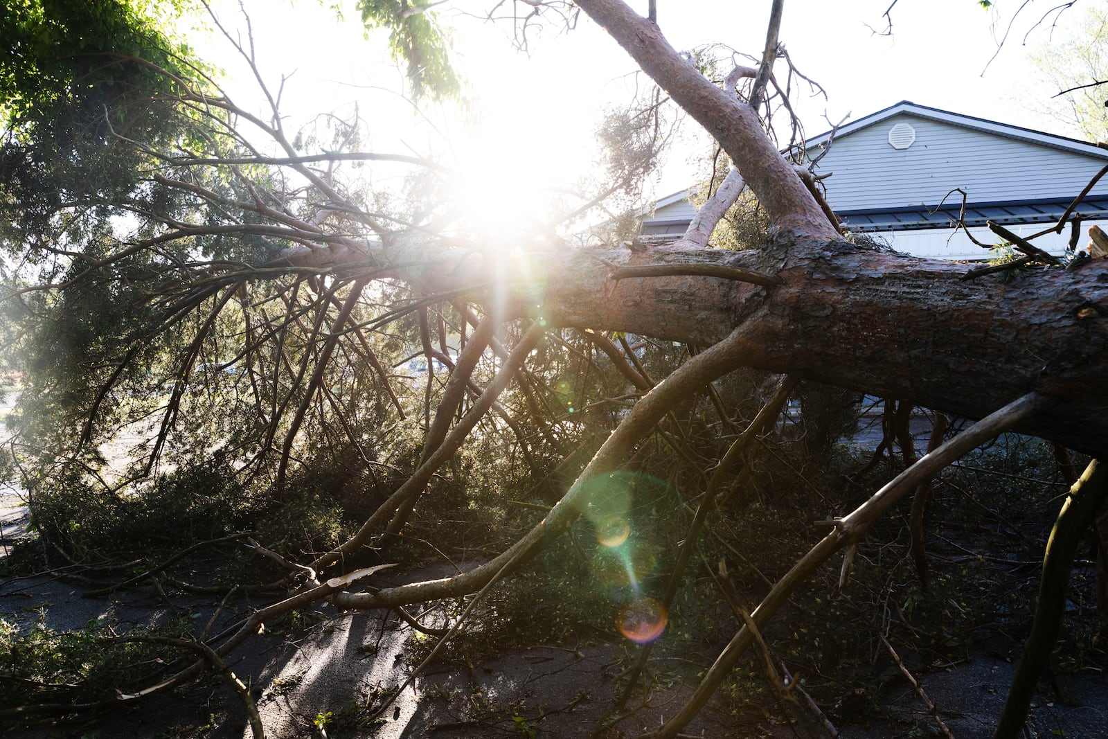 A tree lays in a parking lot in Dorr, Mich., after a severe storm ripped across Michigan the night before, on Friday, May 16. 2025. (Neil Blake /The Grand Rapids Press via AP)
