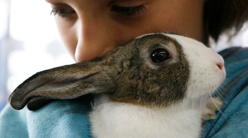 The American Dutch Rabbit Club 2017 National Dutch Show is being held today through Saturday at the Clark County Fairgrounds. Between 35 and 40 states will be represented, organizers said. File photo by Nick Graham