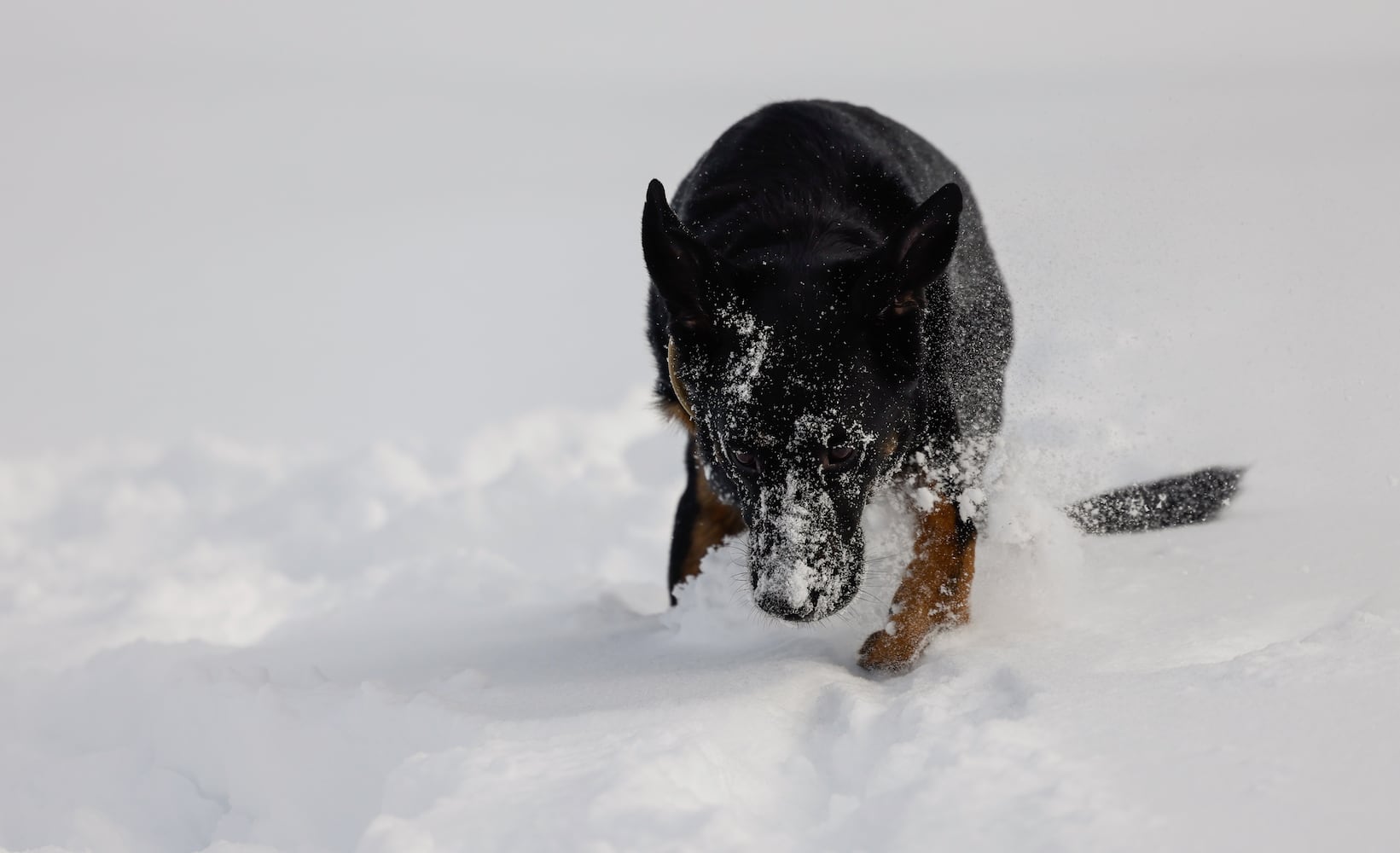Dog having fun in snow