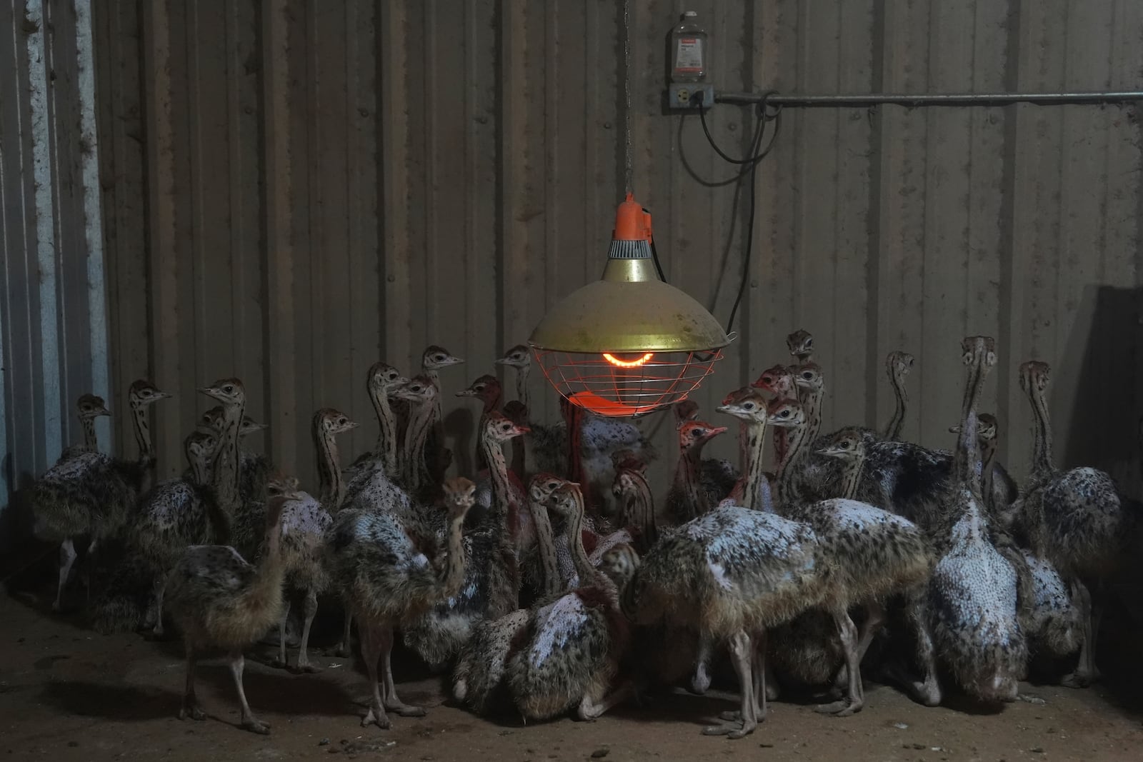 Baby ostriches huddle after being moved into a barn following recent flooding Wednesday, July 9, 2025, at a farm in Bend, Texas. (AP Photo/Joshua A. Bickel)