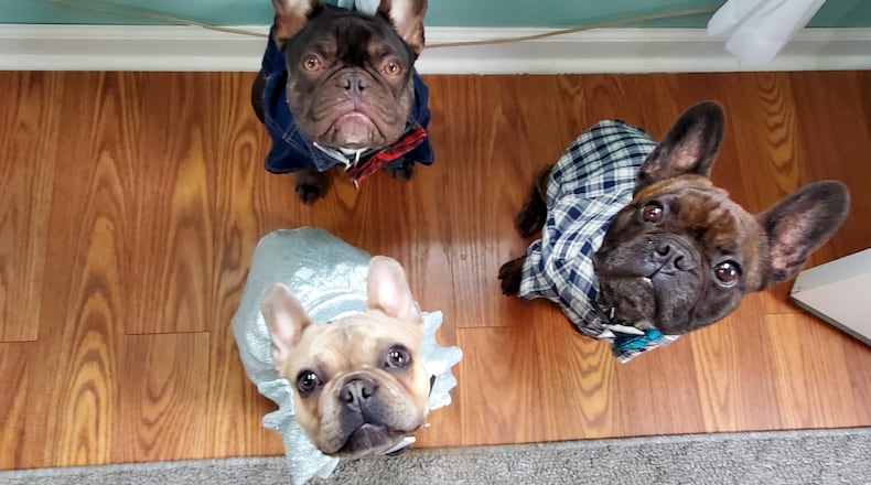 Here are the three Frenchies: Darla is wearing a dress; Tron is in the plaid shirt; and Luigi is in the blue jean shirt. SARAH SPERRY/CONTRIBUTED