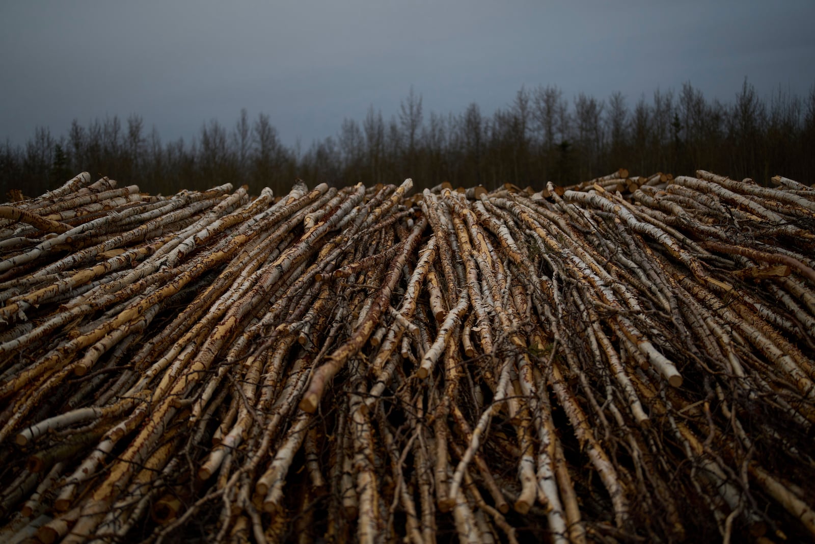 Stacks of logs sit to dry, to be used for the biomass heating system for Galena Interior Learning Academy, on Sunday, May 18, 2025, in Galena, Alaska. (AP Photo/John Locher)