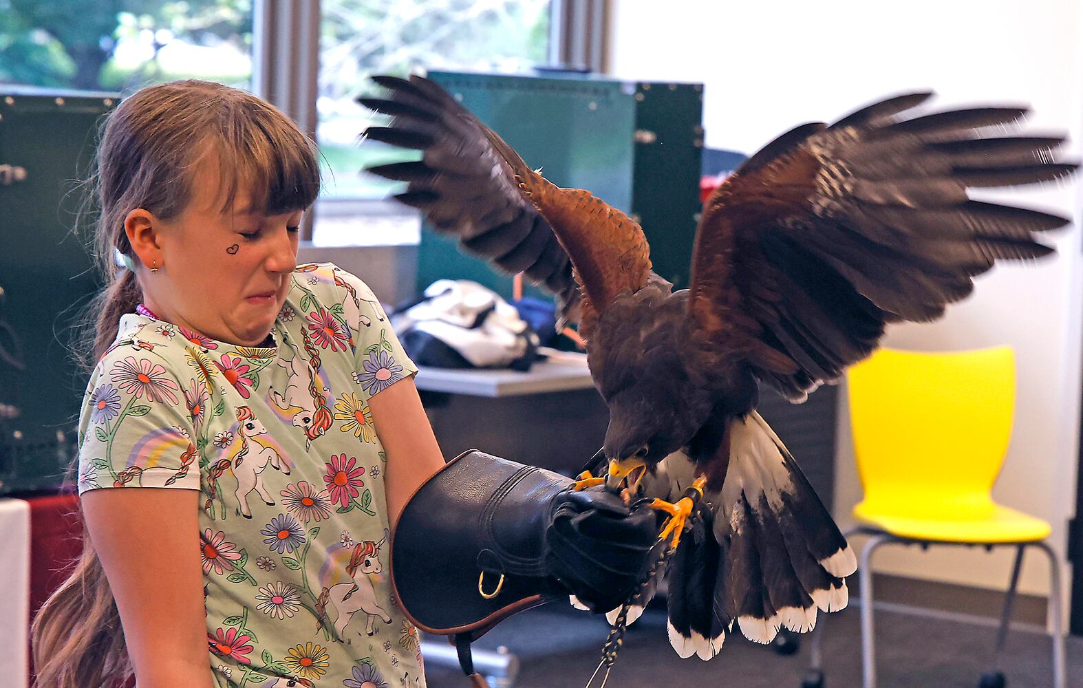 Library Falconry SNS