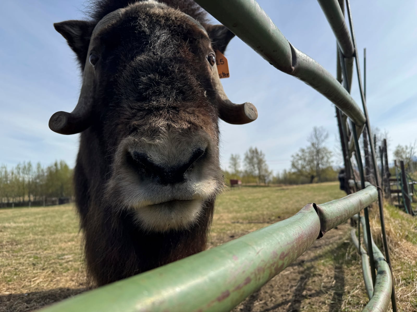 A musk ox is shown Saturday, May 10, 2025, at the Musk Ox Farm in Palmer, Alaska. (AP Photo/Mark Thiessen)