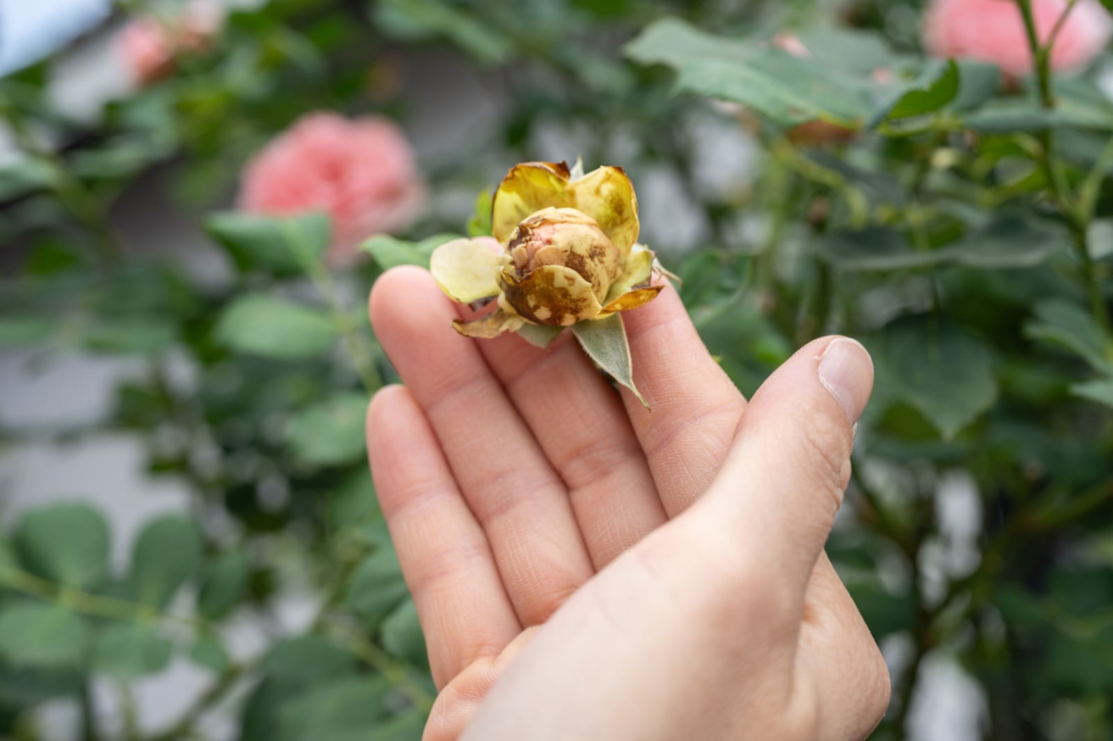 In damp conditions botrytis cinerea can affect flowers which may not open and become covered with grayish brown fungal growth. iSTOCK/COX