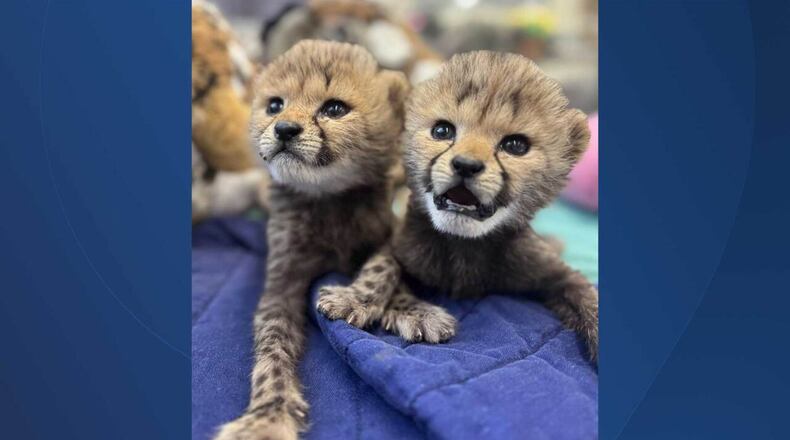 The newest additions to the cheetah pack at the Cincinnati Zoo are named Zola and Lulu — Swahili words meaning “tranquil” and “pearl,” respectively. CONTRIBUTED