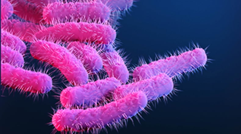 Shigella bacteria cause an infection called shigellosis, according to the Centers for Disease Control and Prevention. "Shigella causes an estimated 450,000 infections in the United States each year and an estimated $93 million in direct medical costs," the CDC says. PHOTO FROM THE CDC