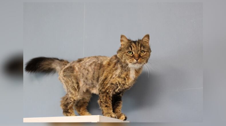 Meet Charlie! Charlie was surrendered by her owner who was unemployed and could no longer afford to keep her. She is a beautiful long-haired cat who had to be shaved because her fur was so badly matted. It will just take a few months to grow back, and then she will be as beautiful as ever. Charlie is a very playful, curious, and adventurous cat who was so happy to be out of quarantine, and has been busy exploring her new room ever since. She’s very sweet and loving and would be a wonderful addition to any family. Come visit her at 1535 West U.S. Highway 36, Urbana. Check out Paws at pawsurbana.com, on Facebook at facebook.com/paws.urbana, on Petfinder at petfinder.com or call 937-653-6233. Paws is in need of volunteers and foster homes. CONTRIBUTED