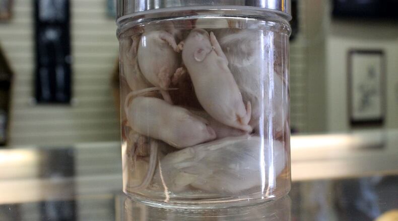 Shane and Cherish Harrell Brooks opened their shop The Secret Chamber House of Oddities and Art at 17 W. Main St. in Fairborn in just time for Halloween 2017. Photo: Amelia Robinson