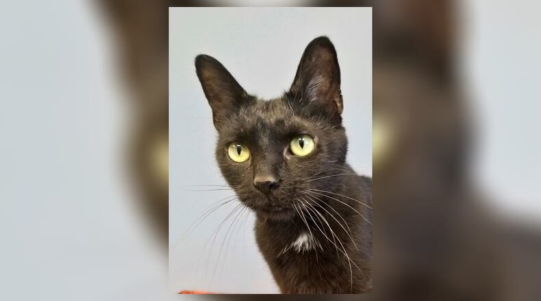 Venus is a petite 1-1/2-year-old spayed female. She came to PAWS with her front feet declawed and she will likely do best in a home where she’s the only cat. Stop by and meet her in the Kool Katz room at the Paws Animal Shelter, 1535 West U.S. Highway 36, Urbana. Check out PAWS at www.pawsurbana.com, on Facebook at www.facebook.com/paws.urbana, on Petfinder at petfinder.com or call 937-653-6233. PAWS is in need of volunteers and foster homes. CONTRIBUTED