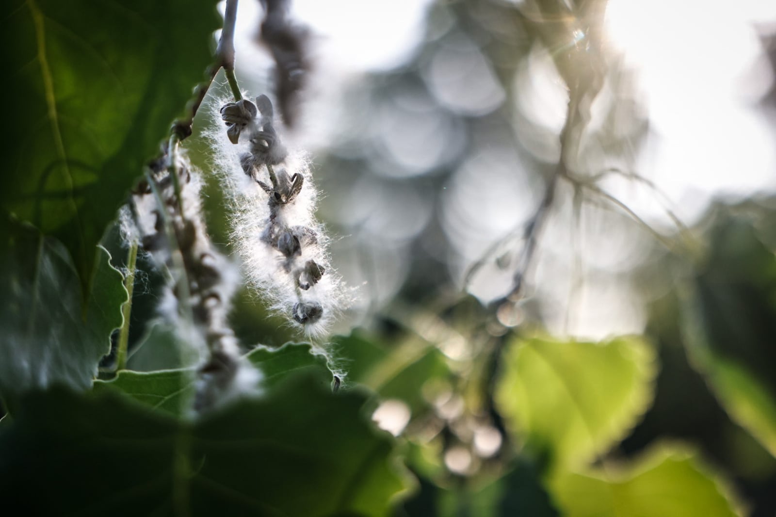 The Eastern Cottonwood is native to the North America and to Ohio. In the Spring, the female plants disperse cottonlike seeds that looks like snow floating in the air. JIM NOELKER/STAFF