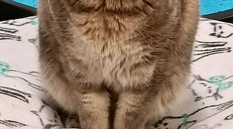 Tootsie