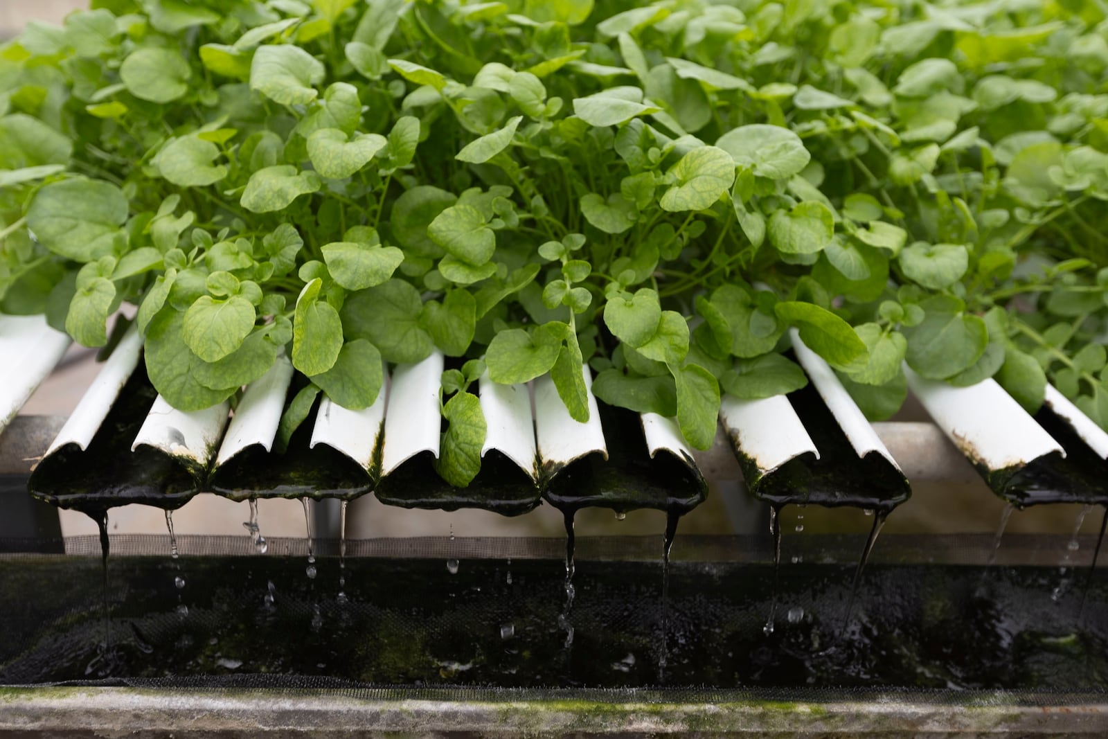 Water drips from plants at Bolton Farms, a hydroponic farm, on Saturday, March 22, 2025, in Hilton, N.Y. (Caitlyn Daproza via AP)