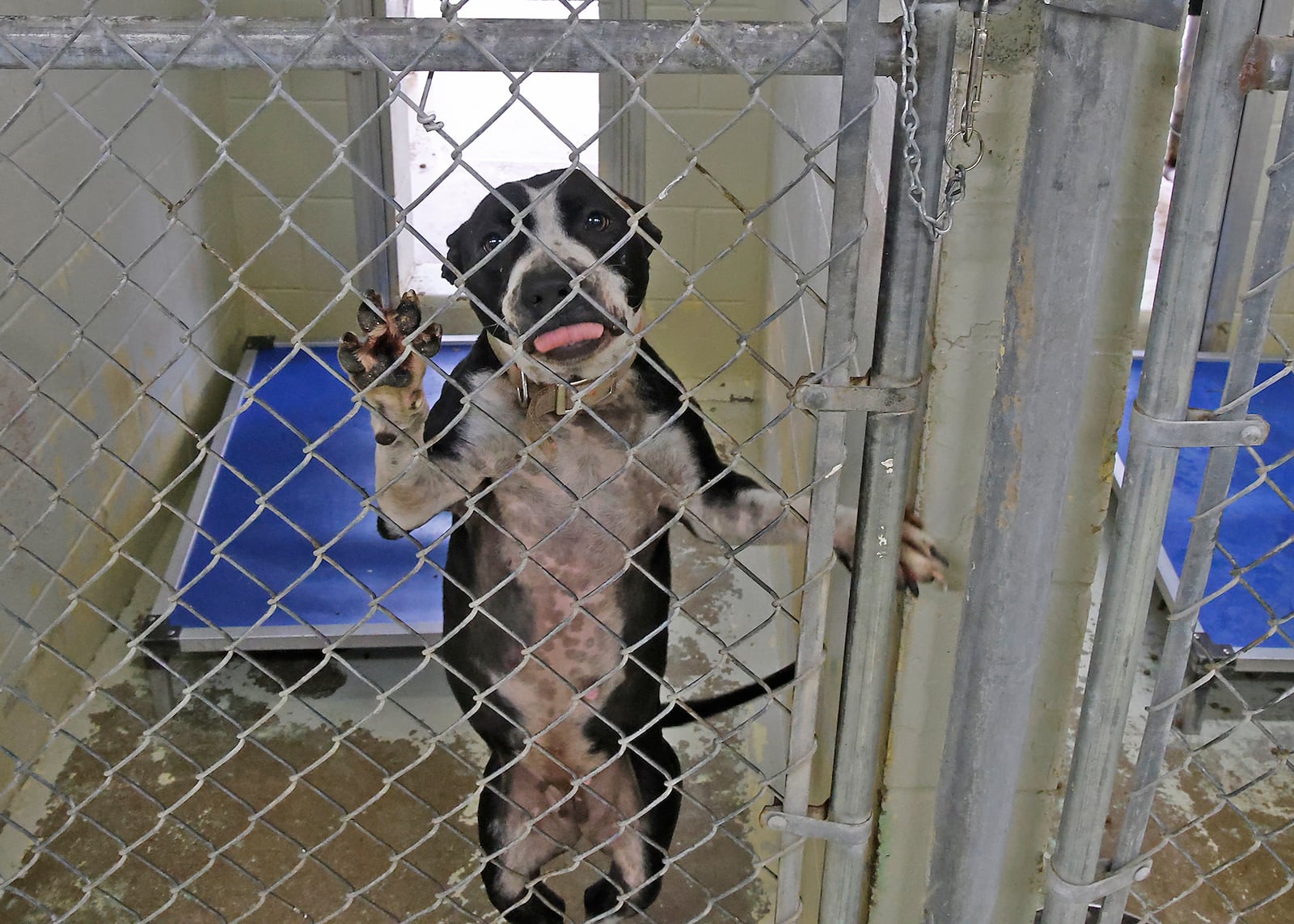 A dog ready for adoption at the Clark County Dog Shelter says hello to a visitor in this 2024 file photo. BILL LACKEY/STAFF