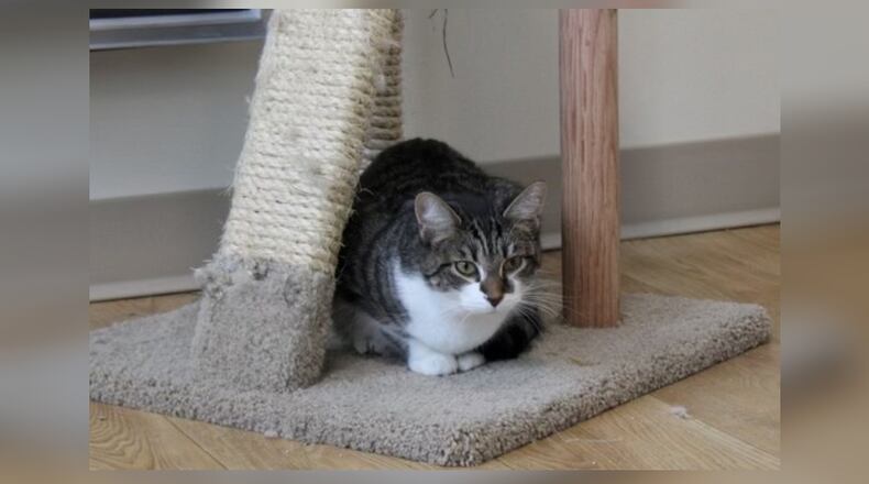 Ellie May was found as a stray in Urbana and was trapped by a trap, neuter, return (TNR) group so she could be spayed. She was so friendly that they brought her to Paws Animal Shelter to find a permanent home. She’s a bit overwhelmed at finding herself in a room with so many other cats, so she frequently likes to hang out in one of the cages. We’re a free-roam shelter but we have cages with beds in them for cats who feel more secure there. She does like to be held and petted, and she’s learning how to play. She’s not at all aggressive with the other cats, so she would do well with just about any family. Come visit her at 1535 West U.S. Highway 36, Urbana. Check out Paws at pawsurbana.com, on Facebook at facebook.com/paws.urbana, on Petfinder at petfinder.com or call 937-653-6233. Paws is in need of volunteers and foster homes. CONTRIBUTED