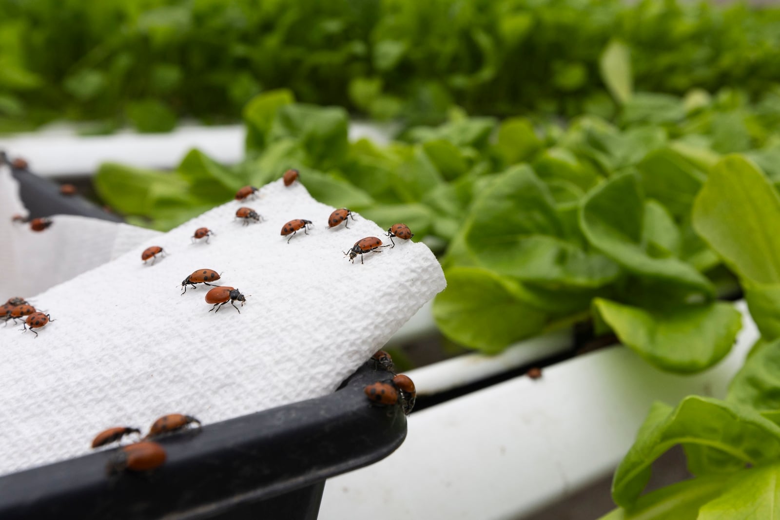Ladybugs disperse out of a tray to mitigate aphids at Bolton Farms, a hydroponic farm, on Saturday, March 22, 2025, in Hilton, N.Y. (Caitlyn Daproza via AP)
