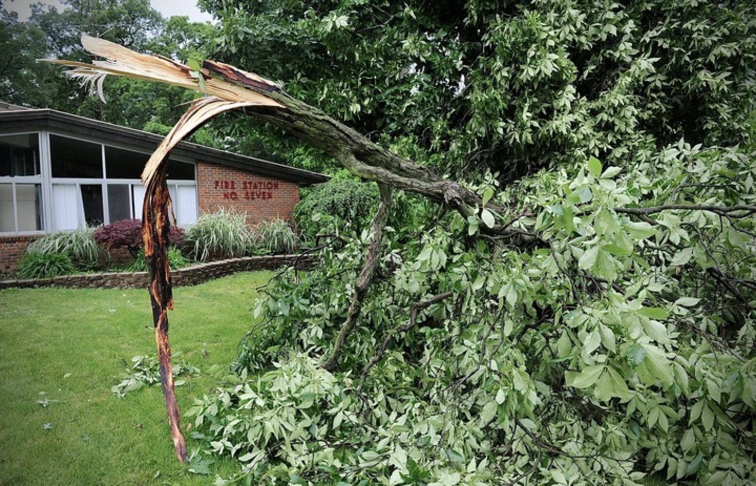 Fallen tree
