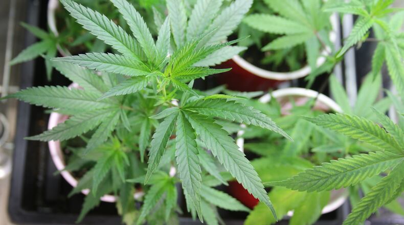 In 2016, Ohio became the 25th state to legalize medical marijuana. LAURA A. BISCHOFF/STAFF
LAURA A. BISCHOFF