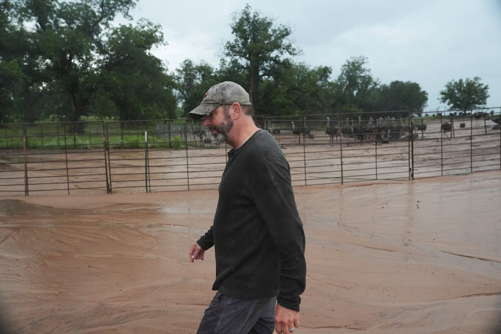 Boyd Clark walks back to his vehicle after checking on his ostrich flock following recent flooding Wednesday, July 9, 2025, at his farm in Bend, Texas. (AP Photo/Joshua A. Bickel)