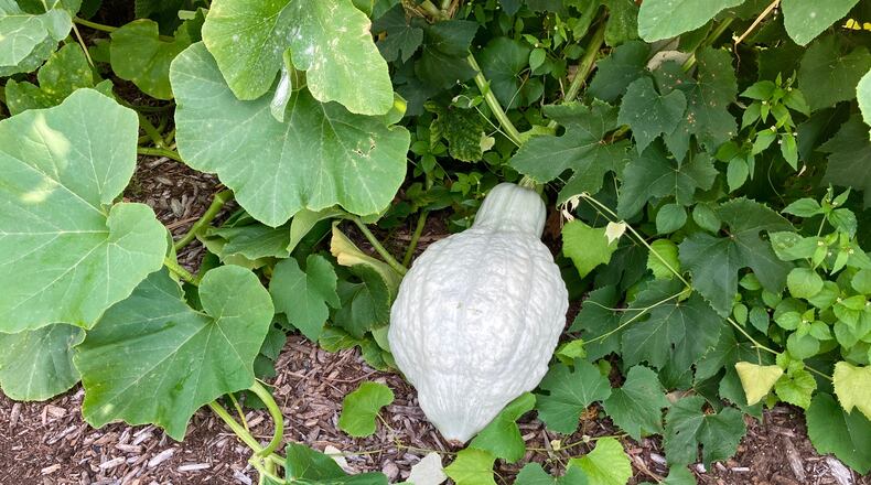 Planting trap crops, such as hubbard squash, in your garden can help protect your vegetable plants from pests. SHUTTERSTOCK