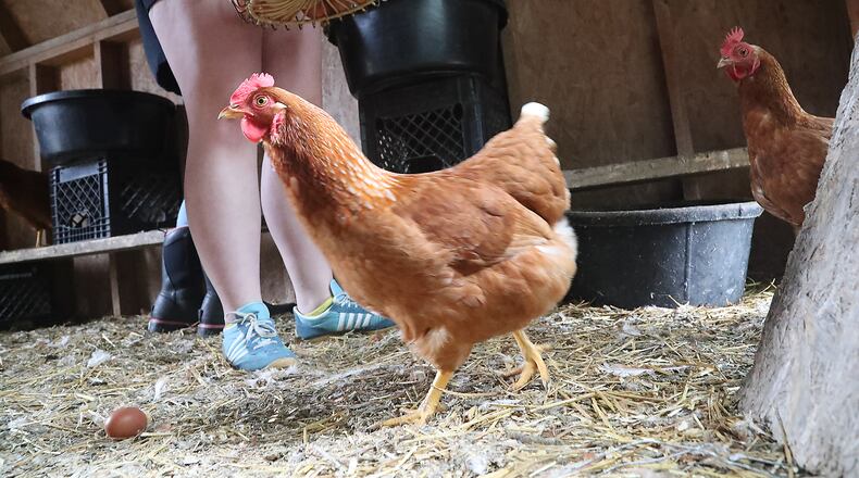 Legislation to allow chickens in New Carlisle that city council passed in June is now on hold and the issue will be on the ballot in November. In this file photo, chickens scurry around the chicken coop as participants in the On-The-Rise program collected their eggs at the On-The-Rise farm a few years ago. FILE/BILL LACKEY/STAFF