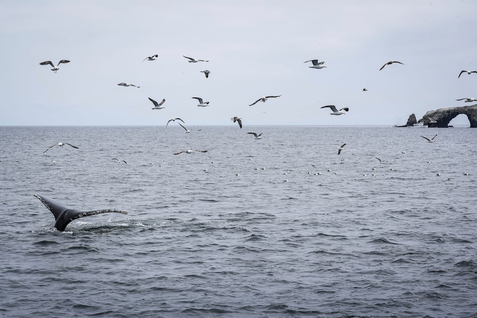 A humpback whale dives as a fishing boat, back right, is visible on the outskirts of the state marine protected area Thursday, May 1, 2025, in Channel Islands, Calif. (AP Photo/Annika Hammerschlag)
