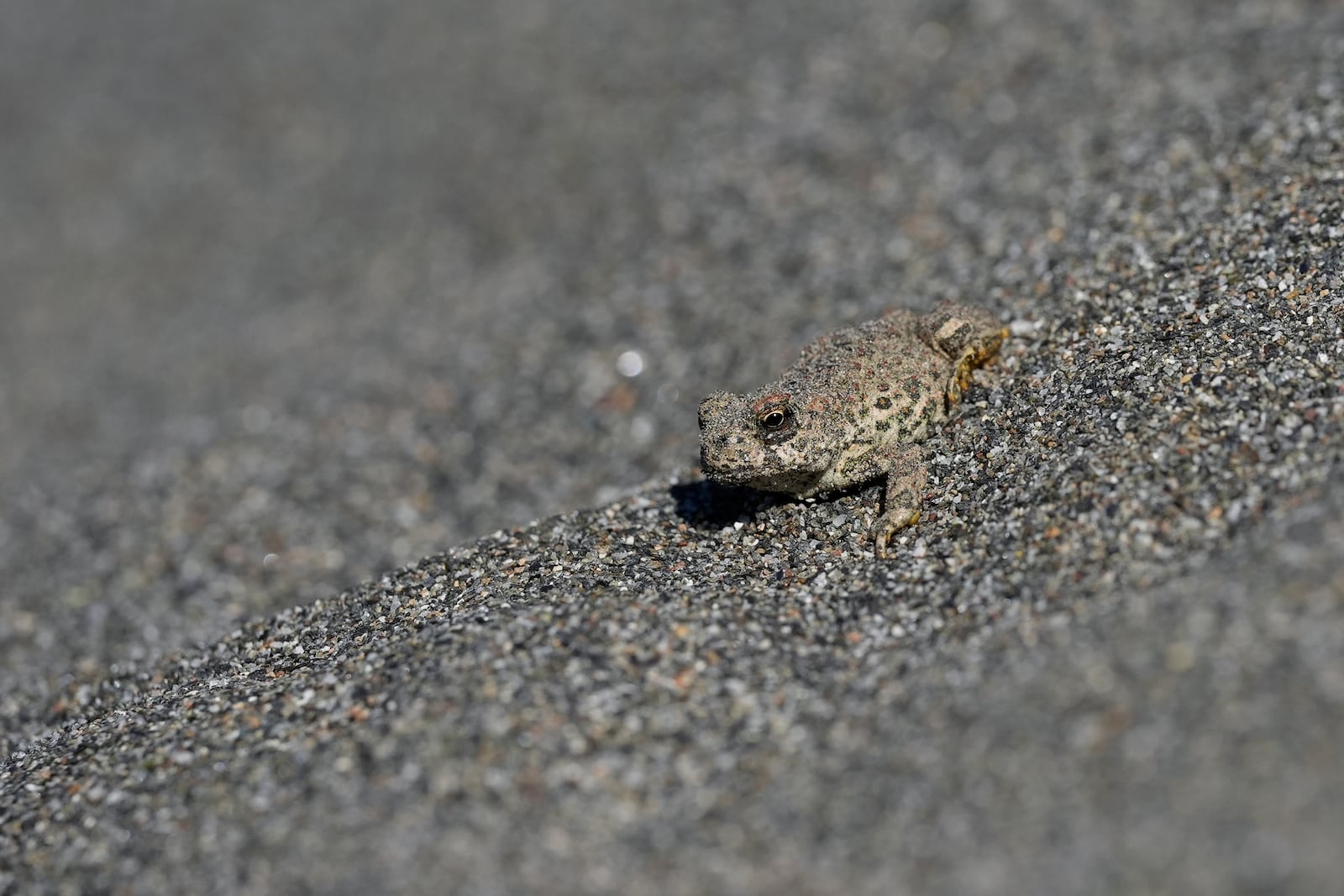 A western toad sits on the sand along the Klamath River, Thursday, Sept. 19, 2024, in Humboldt County, Calif. (AP Photo/Godofredo A. Vásquez)