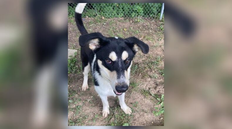 Meet Wilson! He is an approximate 50 lbs., mixed breed, around 2-3 years old. He came into us as a stray, and was unclaimed. Wilson is very shy and we believe he would do best in a quiet home. He has not had any issues with other dogs here at the shelter but we do recommend bringing your dog to meet him to see if it’s a good match. His adoption fee is $22 this week, as he is the Pet of the Week. Fee includes his neuter, vaccines, heartworm test, microchip, dog license, and a free vet check. Call 937-521-2140, to meet Wilson today. Clark County Dog Shelter is at 5201 Urbana Road, Springfield. CONTRIBUTED