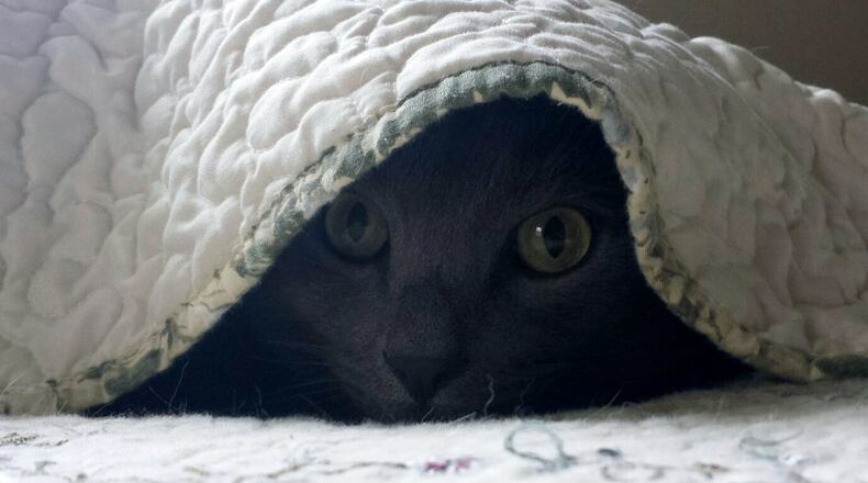 Boo, Brittany Jones’ cat, gets comfy under the covers. BRITTANY JONES/CONTRIBUTED