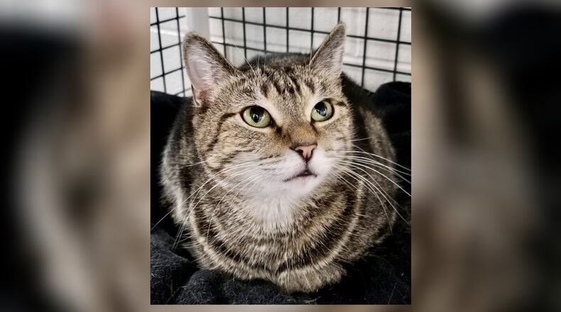 Rey is here to remind you she is still available. Rey is a beautiful 2-year-old female spayed tiger who is “loving and funny and loves to cuddle” according to her fosters. She does need to be in a home with no other cats, she wants you all to herself. Come meet Rey at the Paws Animal Shelter (PAWS), 1535 West U.S. Highway 36, Urbana. Check out PAWS at www.pawsurbana.com, on Facebook at www.facebook.com/paws.urbana, on Petfinder at petfinder.com or call 937-653-6233. CONTRIBUTED