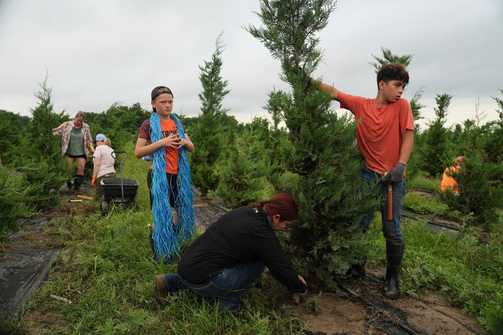 Gael Morales, right, and Samantha Diaz, bottom, work to stabilize a Christmas tree damaged following flooding Wednesday, July 9, 2025, at a farm in Georgetown, Texas. (AP Photo/Joshua A. Bickel)