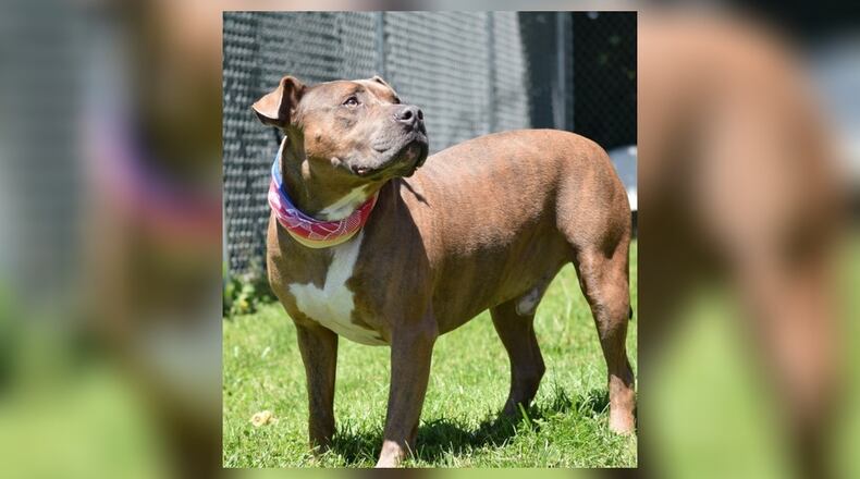 If you have a quiet home and are looking for a large couch cuddler, Memphis is your guy. He is a 80 lb., 3-4 yr old, Pittie mix, who is a little timid but warms up very quickly and will love you forever. He loves to run and play in the play areas at the shelter, so he would love to have a yard to play in. His adoption fee this week is $77 as he is Clark County Dog Shelter’s Pet of the Week. That includes his neuter, vaccines, microchip, dog license, and a free vet check. Clark County Dog Shelter is at 5201 Urbana Road, Springfield. CONTRIBUTED