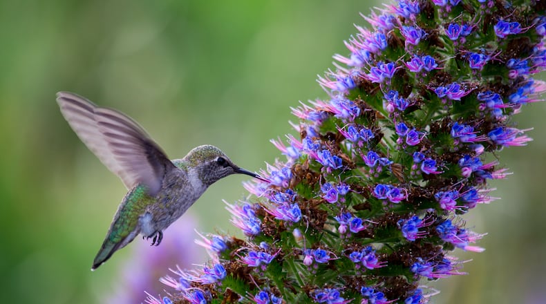 Look for the arrival of hummingbirds. CONTRIBUTED