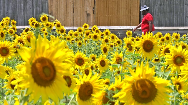 A man walks past the Clark County Sunflower Field Friday, July 29, 2022 as he makes his way along the bike path in Springfield. The sunflowers, planted by the Clark County Solid Waste District, is located between Euclid and Grand Avenues. BILL LACKEY / STAFF
