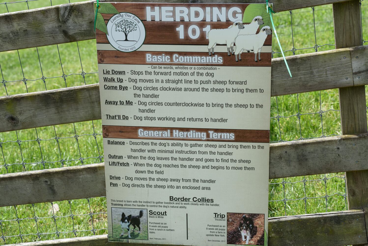 PHOTOS: Wooly Wonders - Spring on the Farm Family Event at Learning Tree Farm