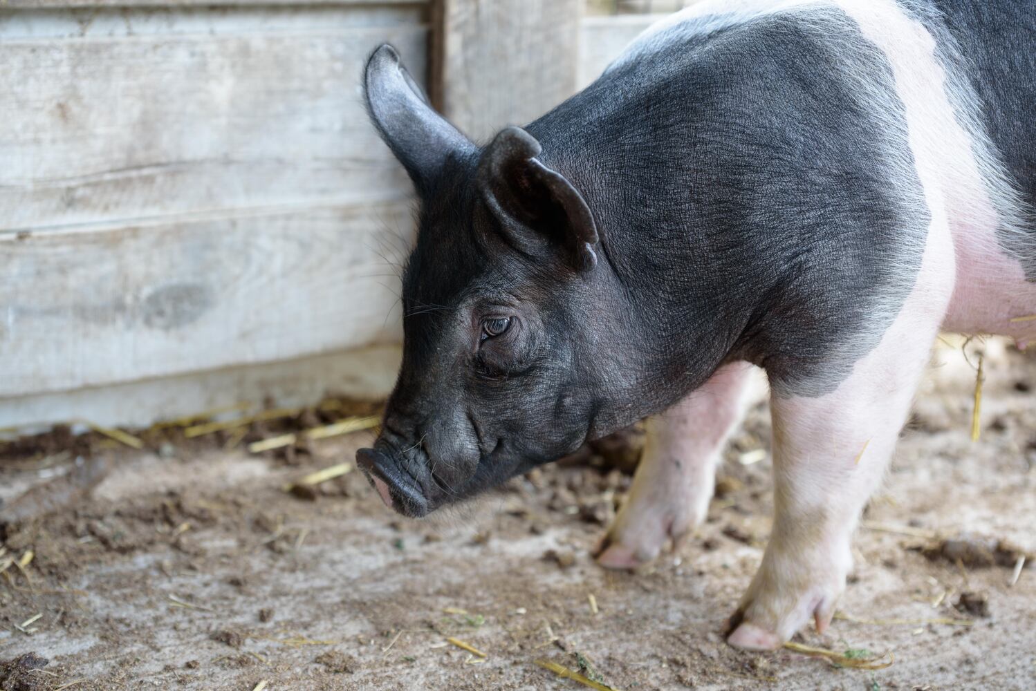 PHOTOS: Wooly Wonders - Spring on the Farm Family Event at Learning Tree Farm