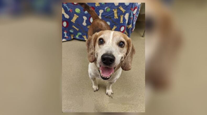 Harley is the Clark County Pet of the Week.