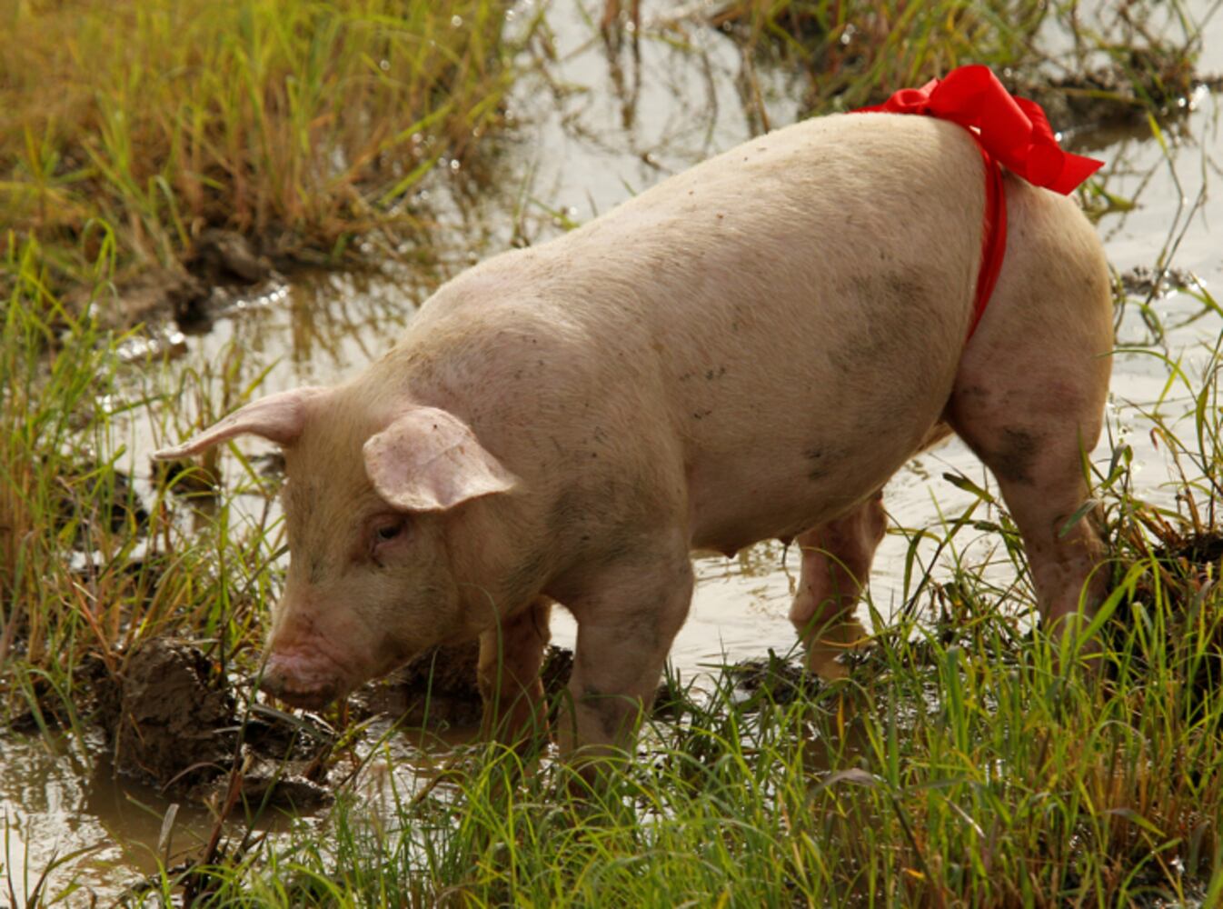 Clark County Fair - Kiddie Pig Chase