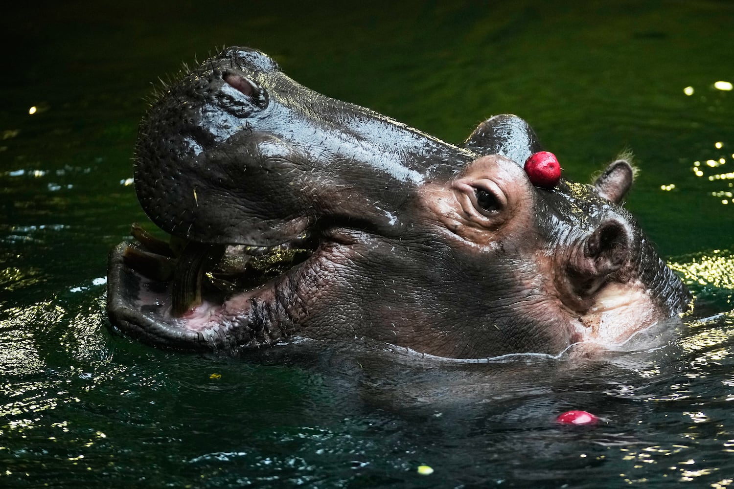 Czech Republic Halloween Zoo