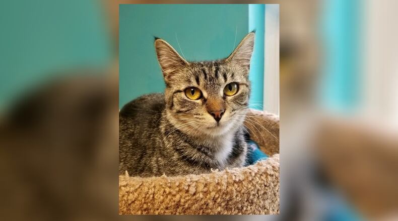 Pickle is a pretty 9-month-old spayed female tiger. She’s a little on the quiet side and likes to be petted. Pickle might like to be in a home with another kitten to snuggle with. Come meet her today at the Paws Animal Shelter, 1535 West U.S. Highway 36, Urbana. Check out PAWS at www.pawsurbana.com, on Facebook at www.facebook.com/paws.urbana, on Petfinder at petfinder.com or call 937-653-6233. PAWS is in need of volunteers and foster homes. CONTRIBUTED