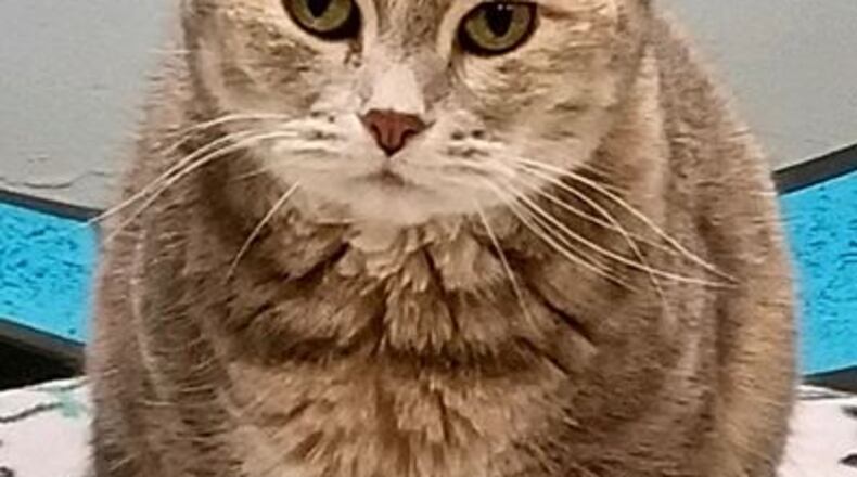 Tootsie